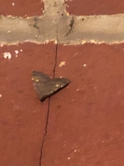 Idia diminuendis
