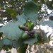 Netleaf Oak - Photo (c) Ignacio Vargas, some rights reserved (CC BY-NC)