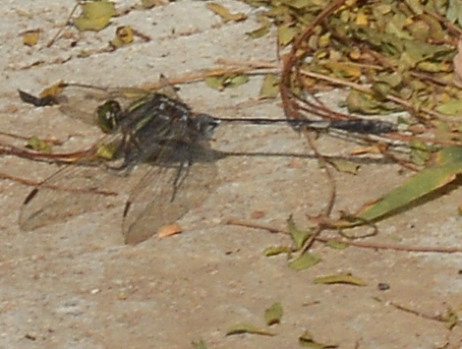 Slender Skimmer