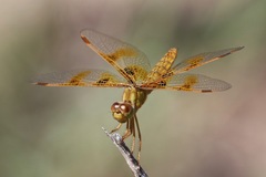 Perithemis intensa