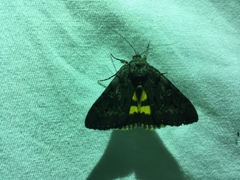 Catocala antinympha