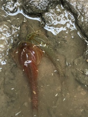 Triops longicaudatus