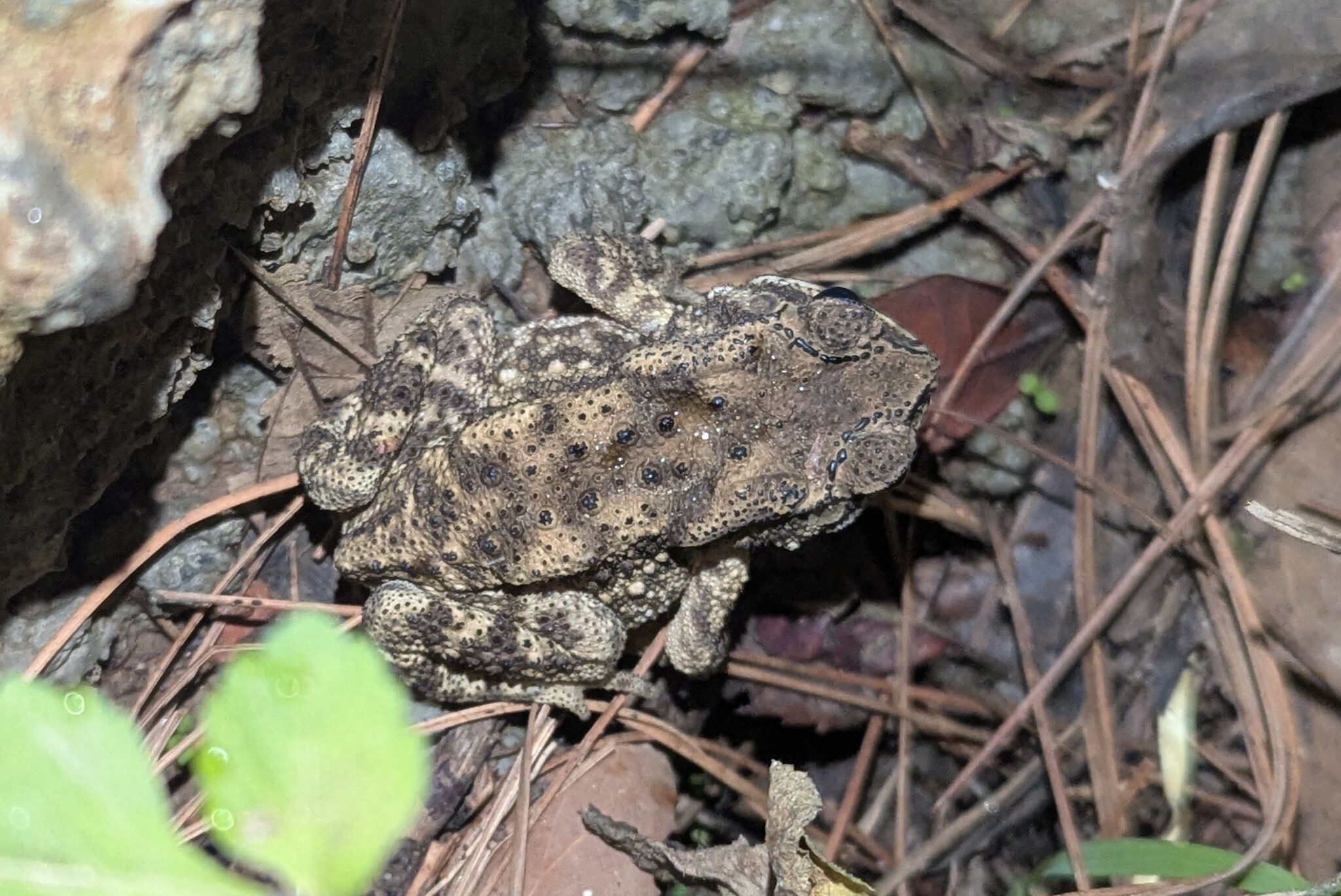 Indian Common True Toad