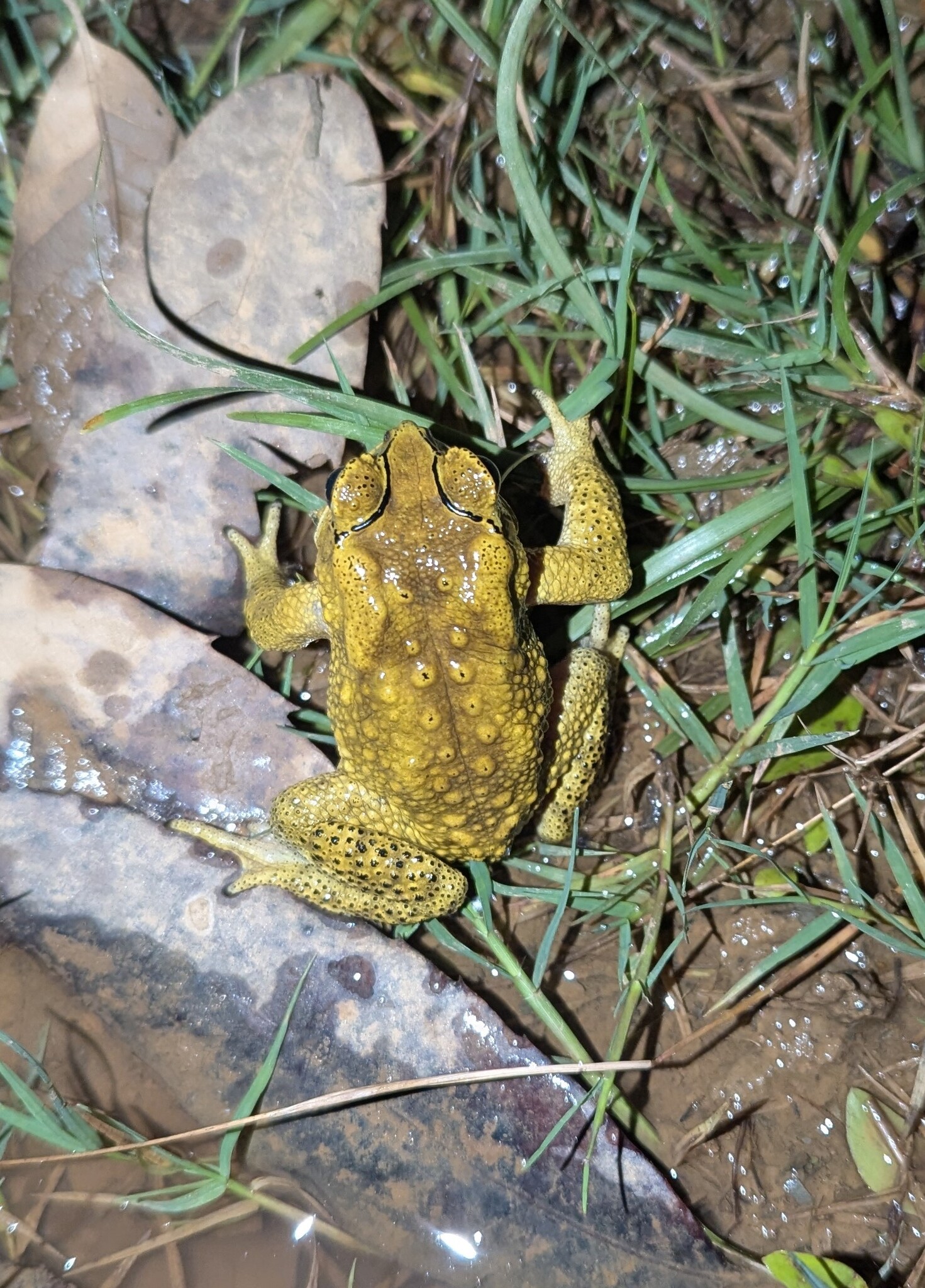 Indian Common True Toad