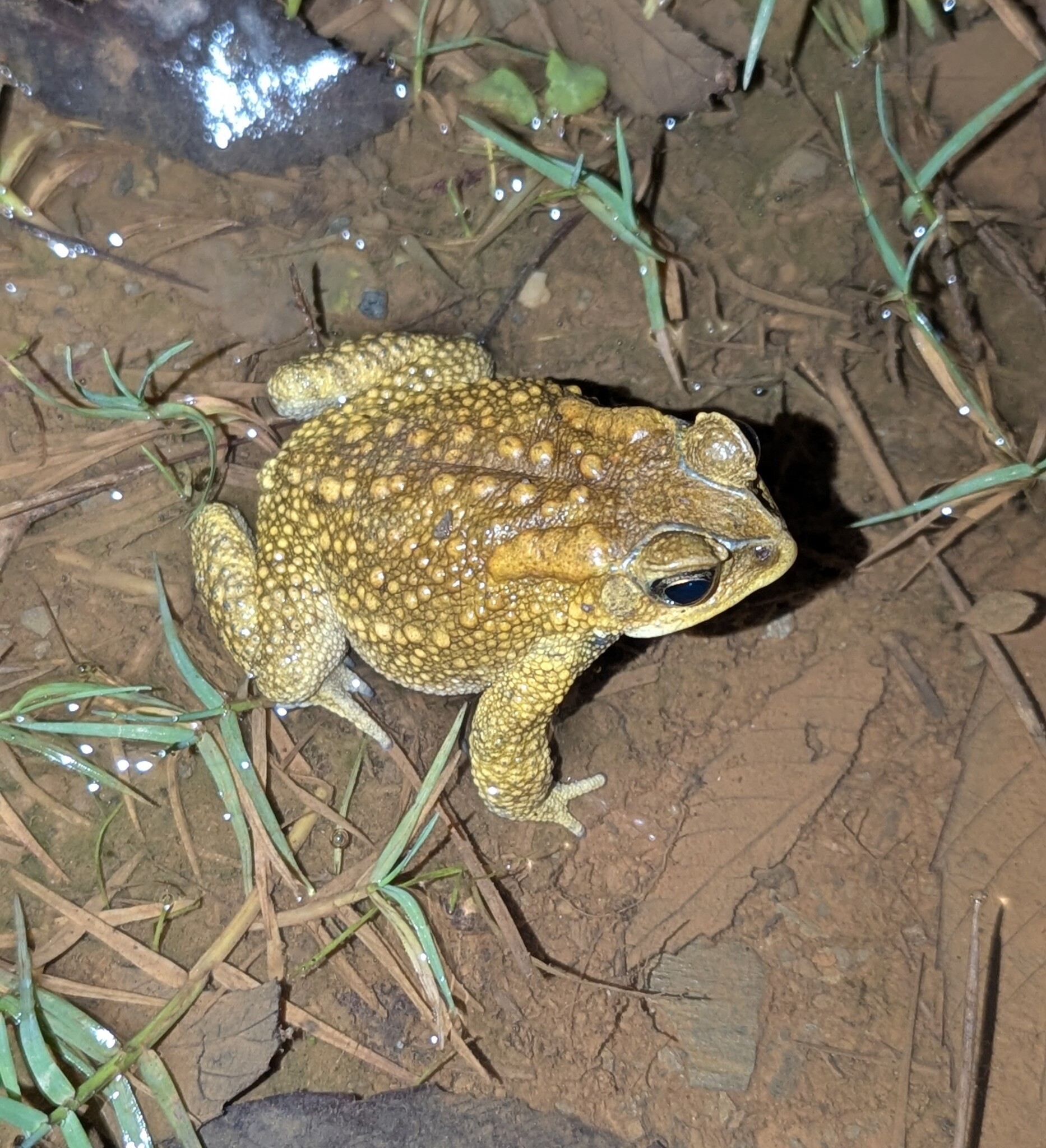 Indian Common True Toad