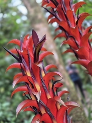 Pitcairnia nigra