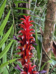 (c) Frank Dietze, some rights reserved (CC BY) Pitcairnia nigra, photograph (c) Frank Dietze, some rights reserved (CC BY)