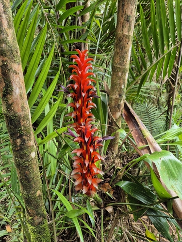 Pitcairnia nigra, photograph 3