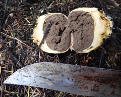 Scleroderma flavidum macrosporum