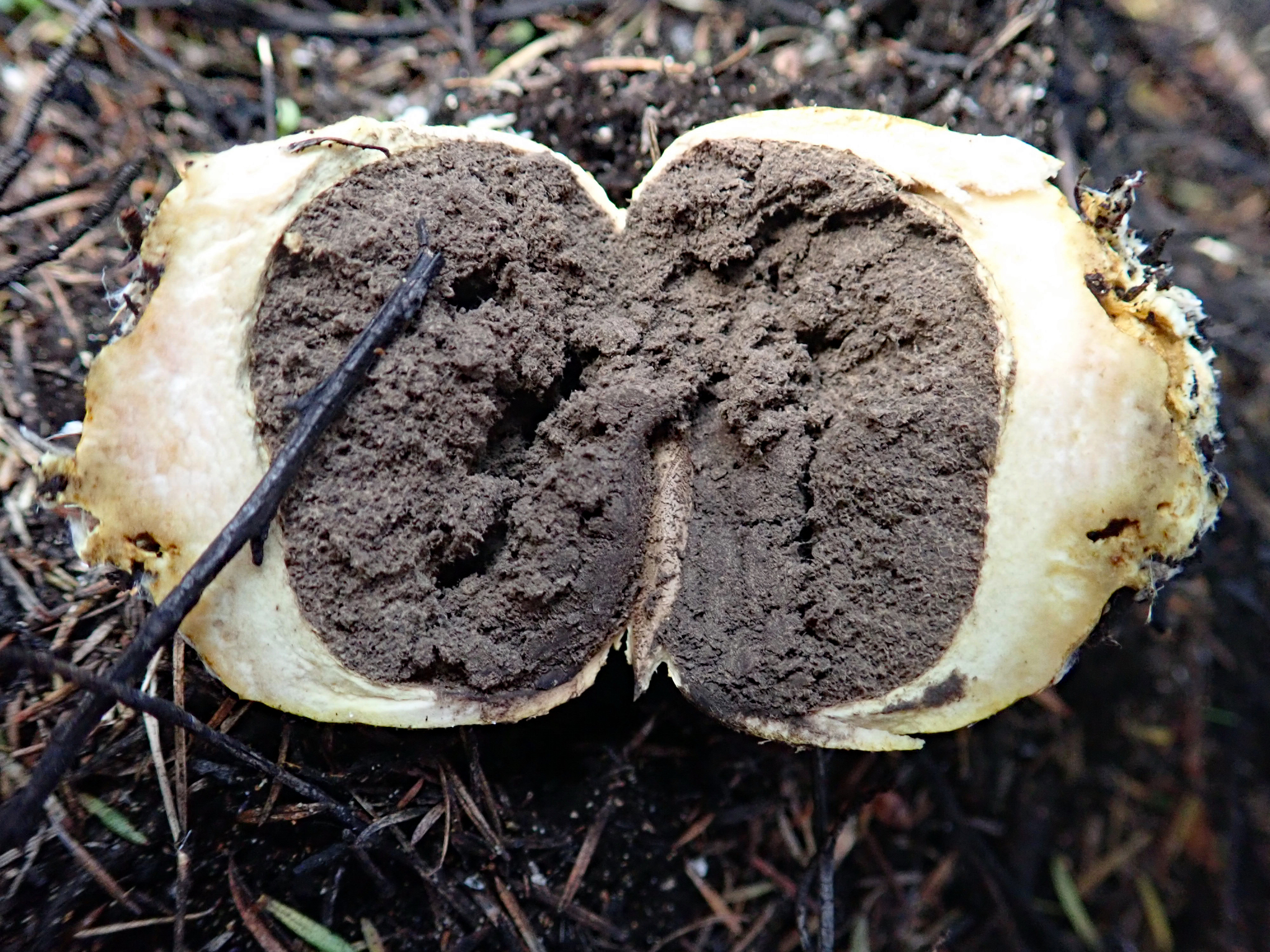 Scleroderma flavidum macrosporum