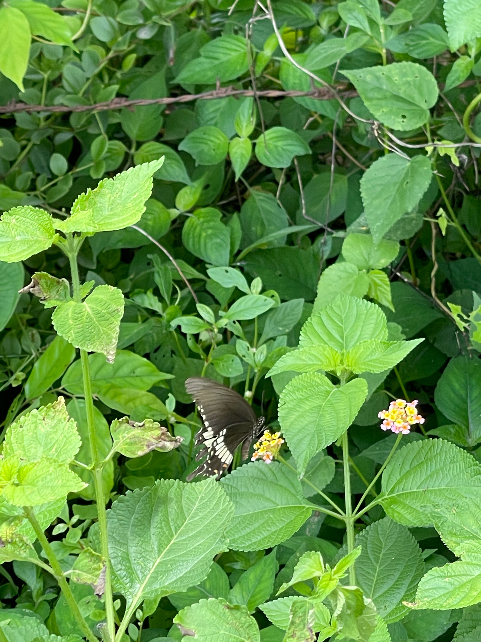 Common Mormon