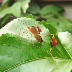 Anisoscelis marginellus