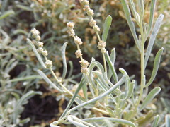 Atriplex linearis
