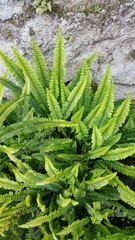 Nephrolepis flexuosa