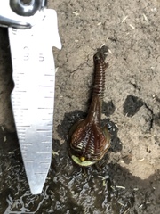 Triops longicaudatus