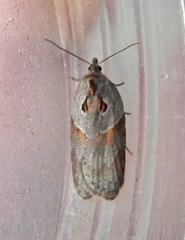 Acleris maculidorsana