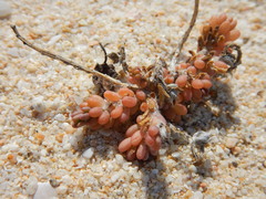 Portulaca californica