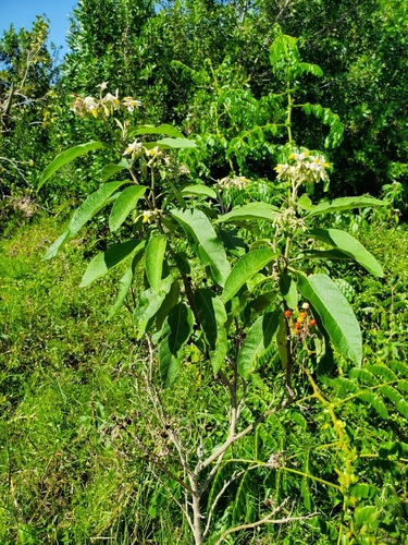 mullein nightshade