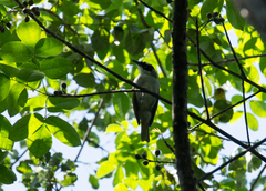 Phaenicophilus palmarum