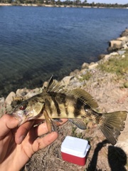 Paralabrax nebulifer