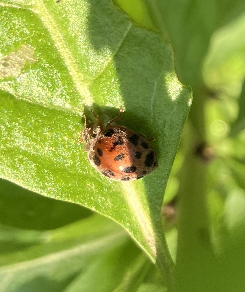 Bheda Insect Hadda Beetle in May 2025 by Banana Namekuji · iNaturalist