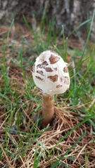 Chlorophyllum molybdites