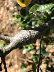 Protobalandricus spectabilis