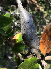 Protobalandricus spectabilis