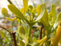 Phoradendron brachystachyum