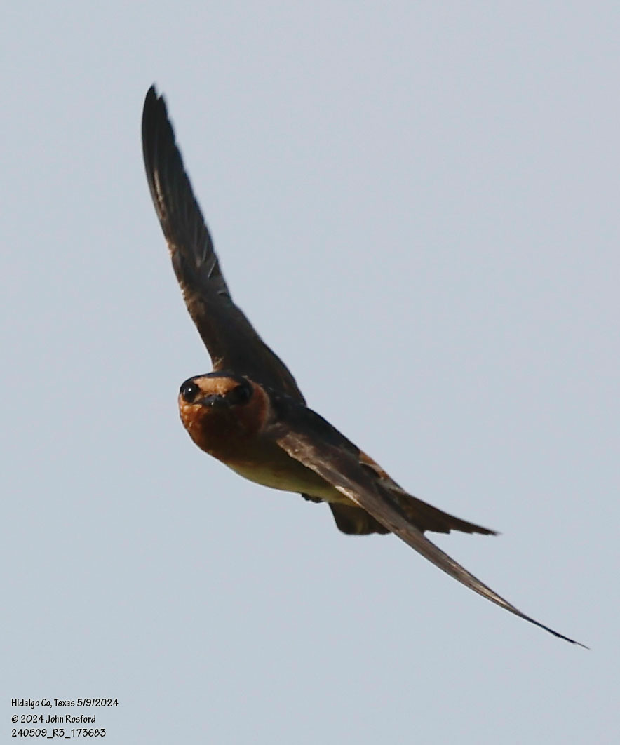 Cave Swallow (Petrochelidon fulva)