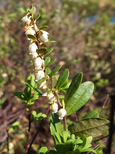leatherleaf