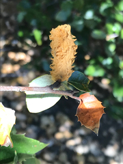 Heteroecus melanoderma