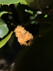 Heteroecus melanoderma