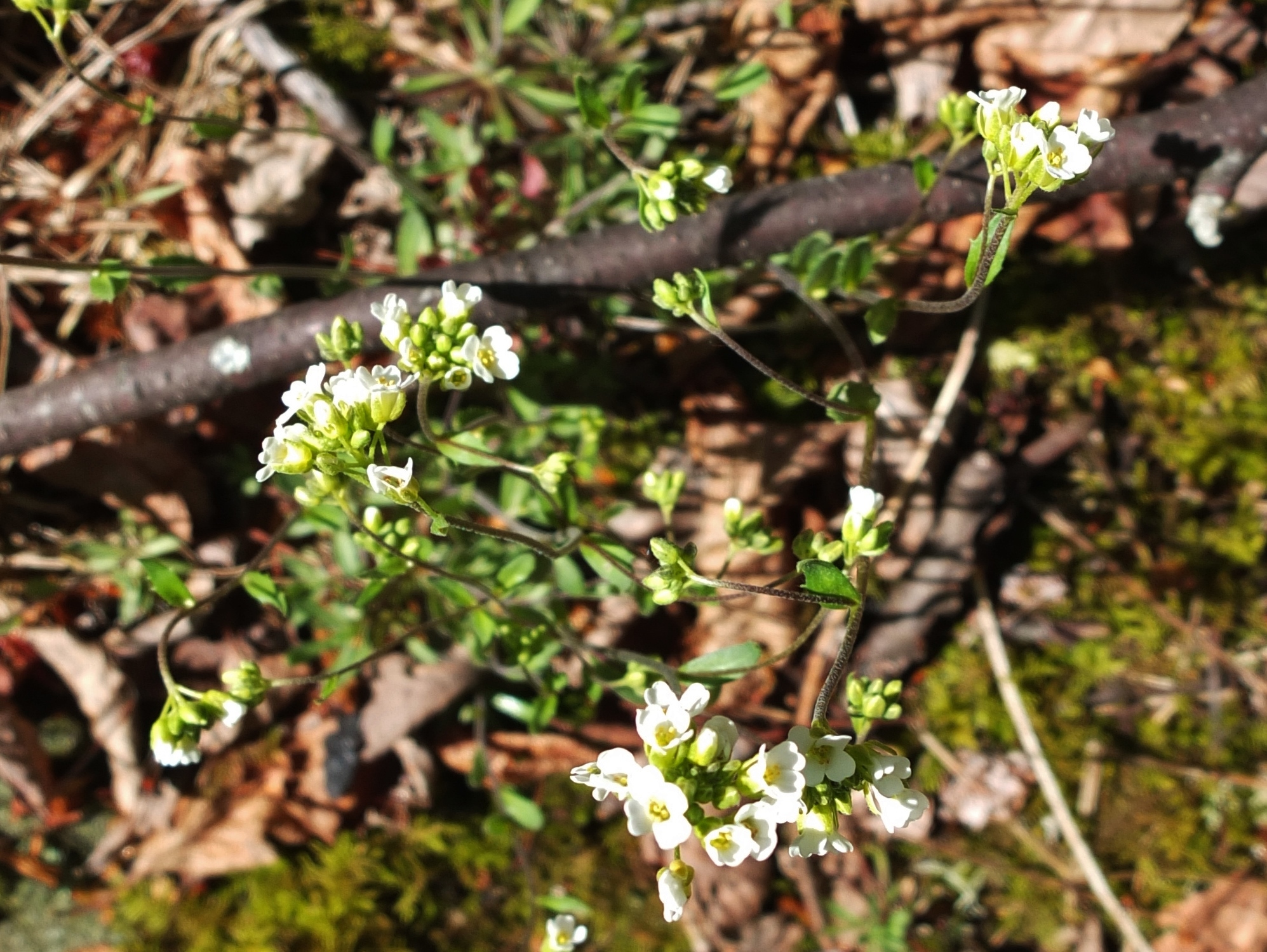 Draba glabella