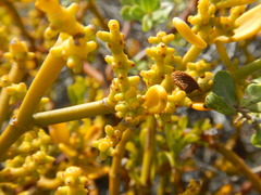 Phoradendron brachystachyum
