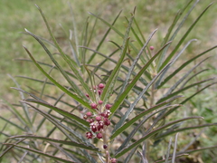 Asclepias brachystephana