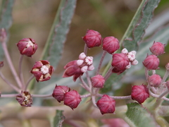 Asclepias brachystephana
