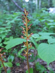 Corallorhiza maculata maculata