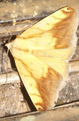 Xanthodes transversa