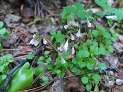 Linnaea borealis longiflora