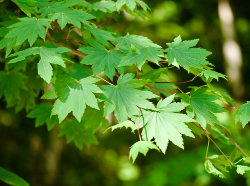 Japanese maple
