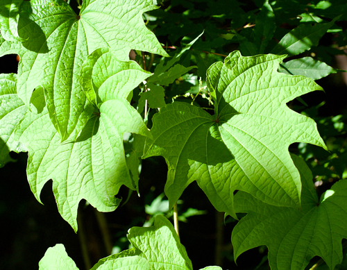 Dioscorea septemloba (Dioscorea septemloba)