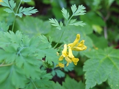 Corydalis aurea