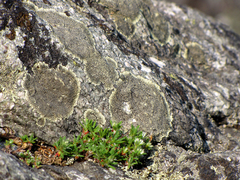 Paronychia argyrocoma