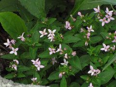 Houstonia montana