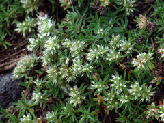 Paronychia argyrocoma