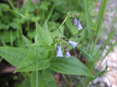 Mertensia paniculata