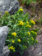 Solidago spithamaea