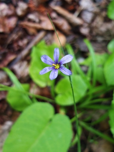 Sisyrinchium mucronatum iNat (3)