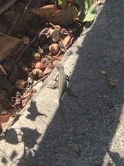 Sceloporus occidentalis